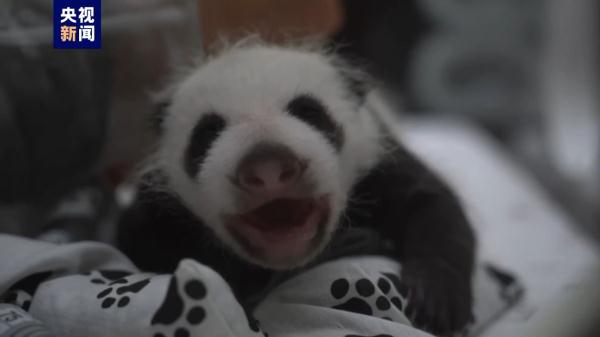 旅俄大熊猫“丁丁”幼崽性别确定——是个小公主 旅俄大熊猫“丁丁”幼崽性别确定——是个小公主