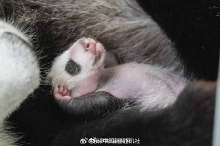 旅俄大熊猫幼崽是个小公主