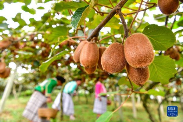 贵州修文猕猴桃丰收上市