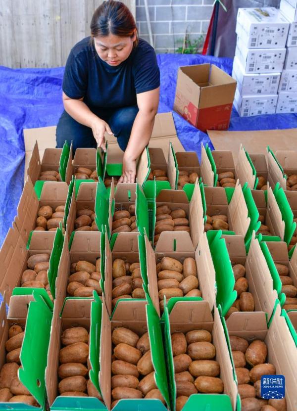 贵州修文猕猴桃丰收上市