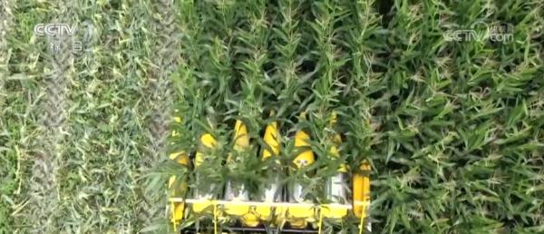 小玉米“七十二变” 为农业高质量发展铺就“黄金路” 小玉米“七十二变” 为农业高质量发展铺就“黄金路”