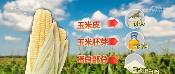 小玉米“七十二变” 为农业高质量发展铺就“黄金路” 小玉米“七十二变” 为农业高质量发展铺就“黄金路”