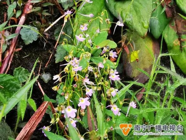 广西大明山保护区发现新记录物种——叉状挖耳草