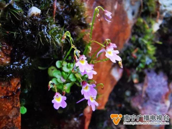 广西大明山保护区发现新记录物种——叉状挖耳草