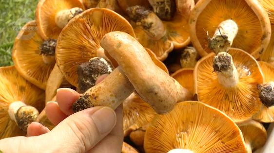 抓紧时间!云南人爱吃的它要“落潮”了,价格已涨 抓紧时间!云南人爱吃的它要“落潮”了,价格已涨