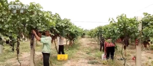新疆昆玉葡萄丰收挂满枝 葡萄产业成促农增收、推进乡村振兴重要产业