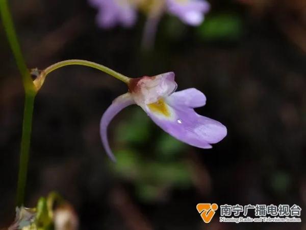 广西大明山保护区发现新记录物种——叉状挖耳草