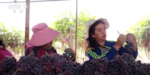 新疆昆玉葡萄丰收挂满枝 葡萄产业成促农增收、推进乡村振兴重要产业