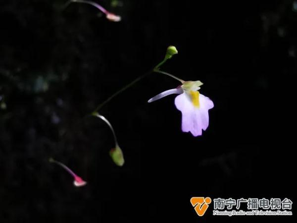 广西大明山保护区发现新记录物种——叉状挖耳草