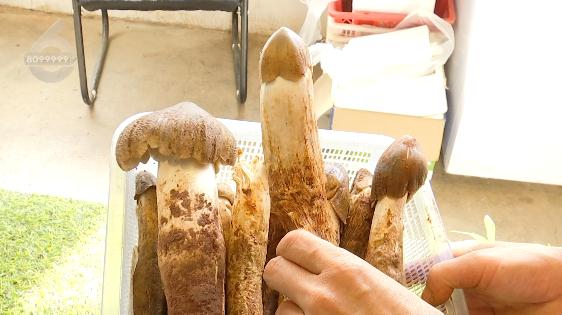 抓紧时间!云南人爱吃的它要“落潮”了,价格已涨 抓紧时间!云南人爱吃的它要“落潮”了,价格已涨