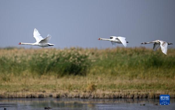 疣鼻天鹅在乌梁素海带娃