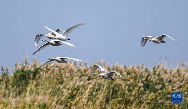 疣鼻天鹅在乌梁素海带娃