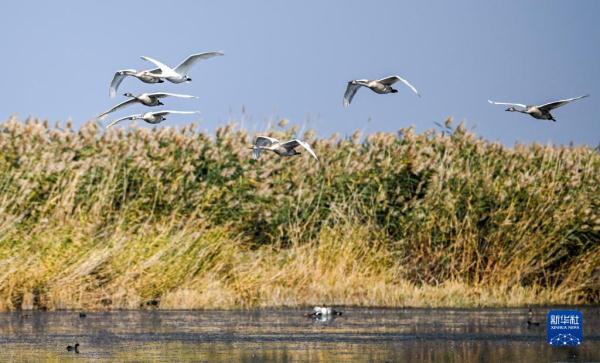 疣鼻天鹅在乌梁素海带娃