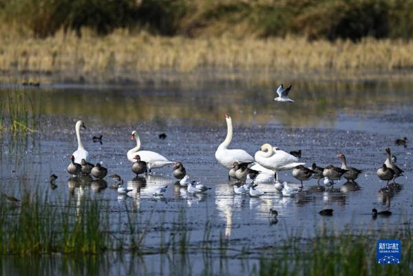 疣鼻天鹅在乌梁素海带娃