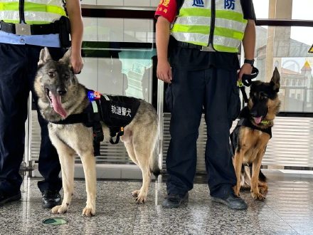 又萌又勇的犬sir来了！5只警犬国庆正式入职重庆轨道公安