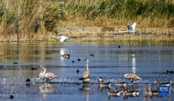 疣鼻天鹅在乌梁素海带娃
