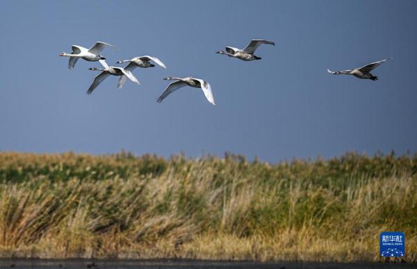 疣鼻天鹅在乌梁素海带娃