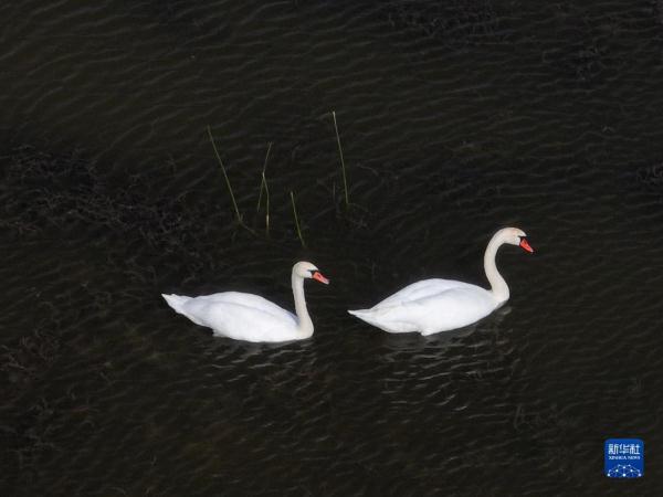 疣鼻天鹅在乌梁素海带娃