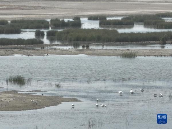 疣鼻天鹅在乌梁素海带娃