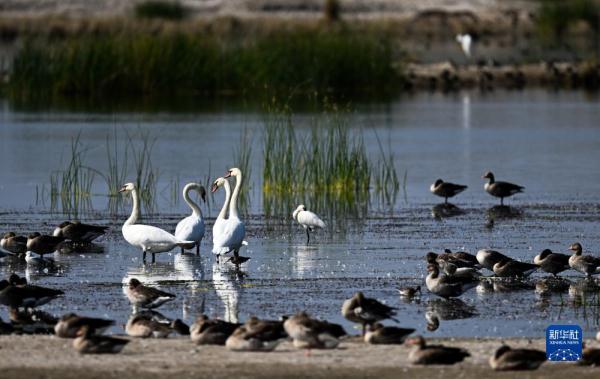 疣鼻天鹅在乌梁素海带娃