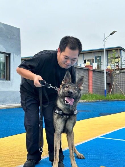 又萌又勇的犬sir来了！5只警犬国庆正式入职重庆轨道公安