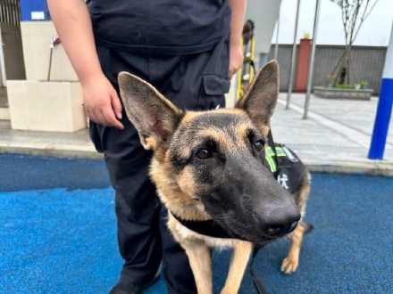 又萌又勇的犬sir来了！5只警犬国庆正式入职重庆轨道公安