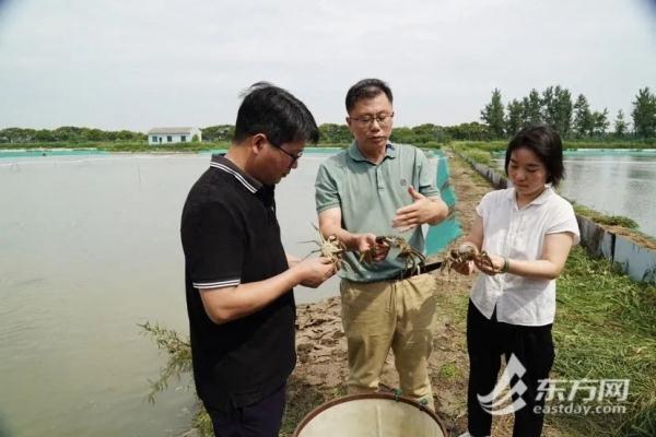 不用只认“阳澄湖”，上海这几种本地蟹也肥美多膏！怎么挑？快收藏→