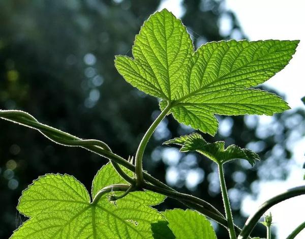 【提示】又到花粉过敏季！注意避让那些经常见到的它们→