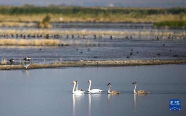 疣鼻天鹅在乌梁素海带娃