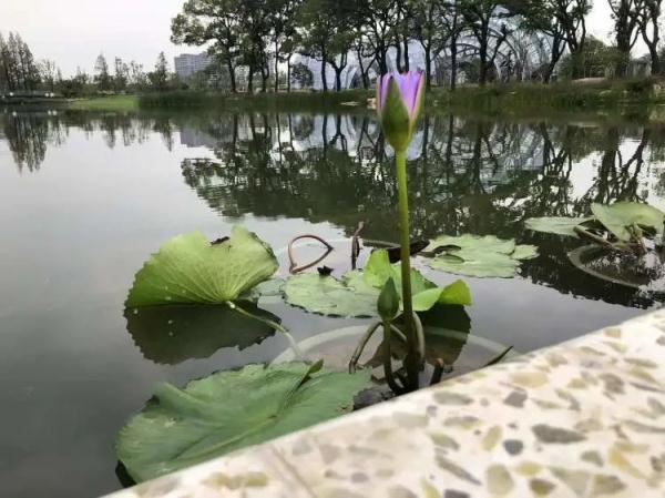 好消息!上海植物园北区即将开放!9月28日起免收大门票 好消息!上海植物园北区即将开放!9月28日起免收大门票