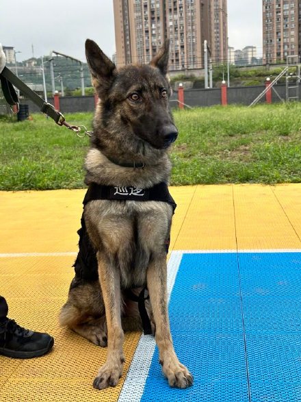 又萌又勇的犬sir来了！5只警犬国庆正式入职重庆轨道公安