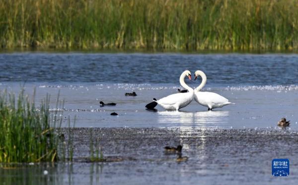 疣鼻天鹅在乌梁素海带娃