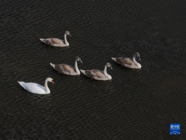 疣鼻天鹅在乌梁素海带娃