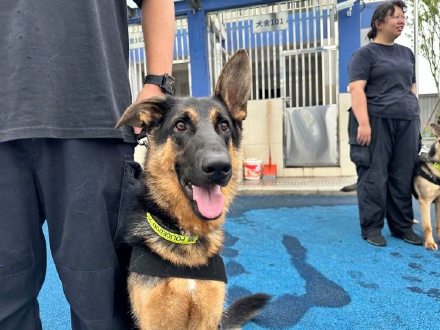 又萌又勇的犬sir来了！5只警犬国庆正式入职重庆轨道公安