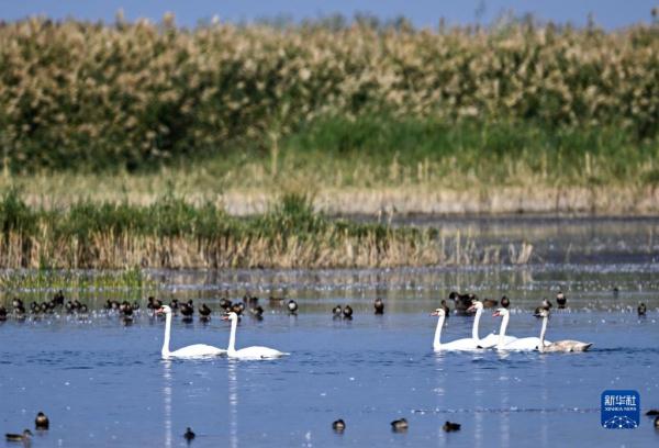 疣鼻天鹅在乌梁素海带娃