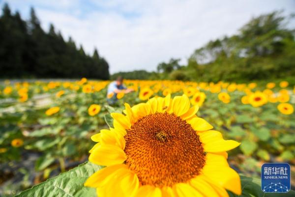 贵州遵义：花海迎客来