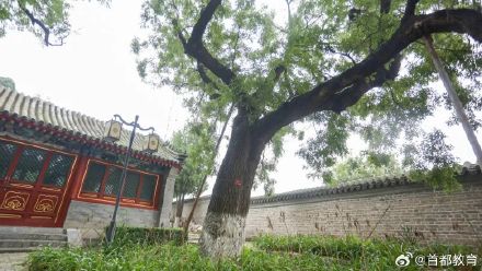 北京再添一处古树校园,校园内分布21株古树 北京再添一处古树校园,校园内分布21株古树