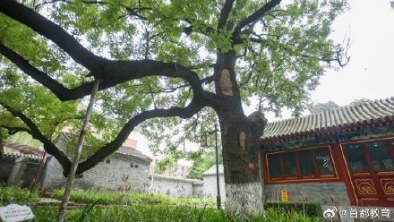 北京再添一处古树校园,校园内分布21株古树 北京再添一处古树校园,校园内分布21株古树