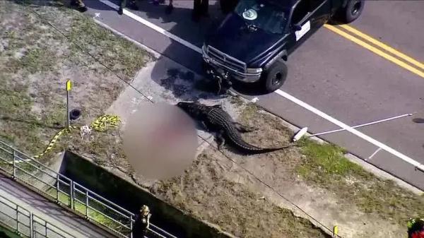 可怕！美国4米多长巨型鳄鱼路边吃人，现场有一大滩血……