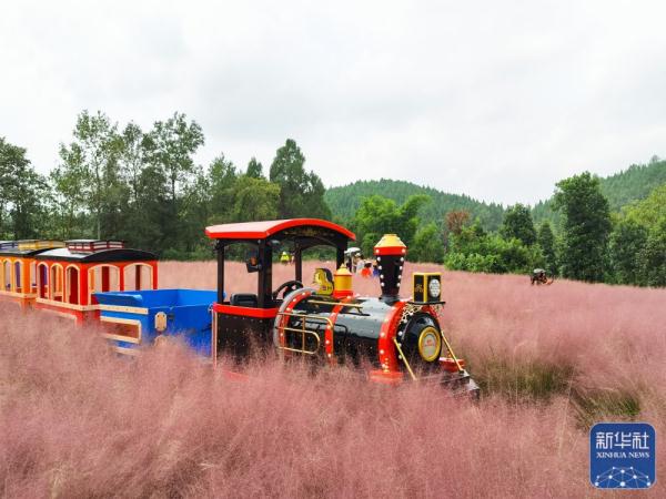 贵州遵义：花海迎客来