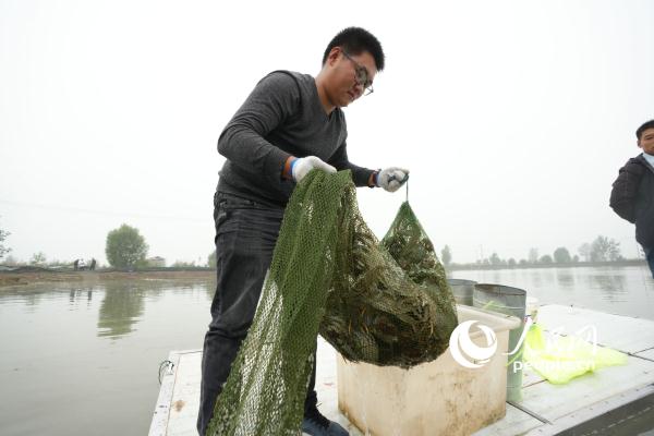 微山湖大闸蟹陆续开捕 蟹农迎来金秋忙碌季