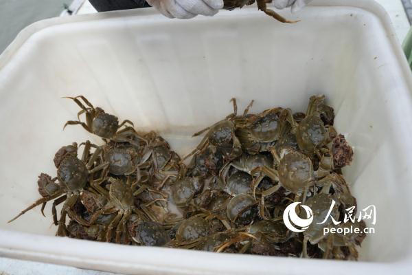 微山湖大闸蟹陆续开捕 蟹农迎来金秋忙碌季
