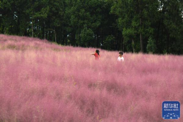 贵州遵义：花海迎客来