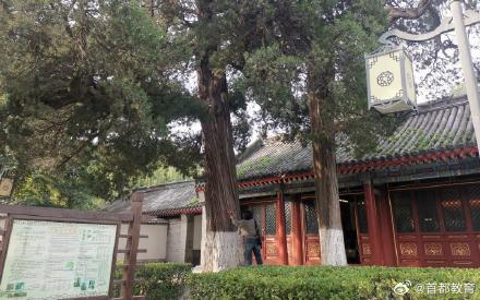 北京再添一处古树校园,校园内分布21株古树 北京再添一处古树校园,校园内分布21株古树