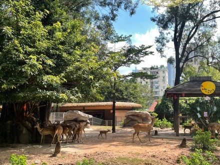 长假来广州动物园看小熊猫宝宝