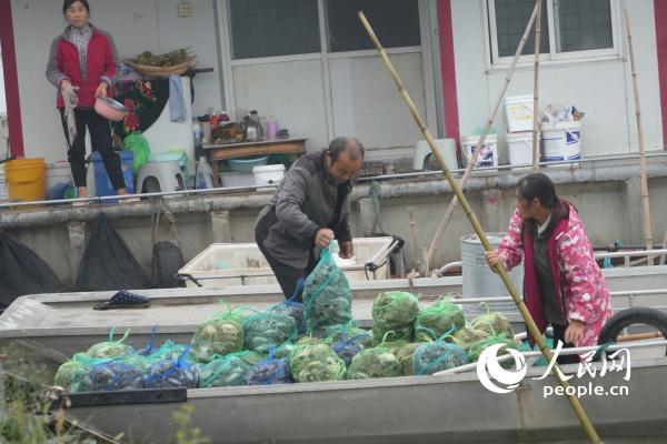 微山湖大闸蟹陆续开捕 蟹农迎来金秋忙碌季