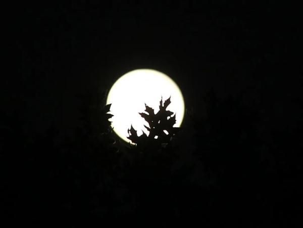 郑州人过中秋一夜不睡？林州吃饺子大米？百年前的河南人咋过节