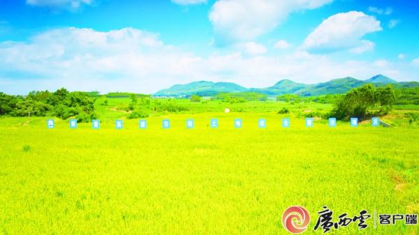 通行时间缩短一半!今日,广西这条绝美高速公路建成通车 通行时间缩短一半!今日,广西这条绝美高速公路建成通车