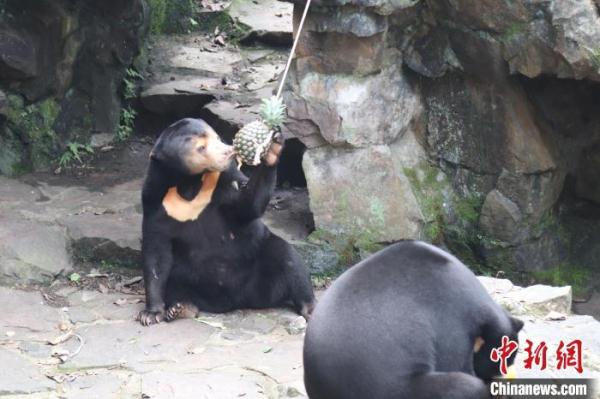 杭州动物园推出月饼宴 大熊猫、马来熊开启“吃播”模式