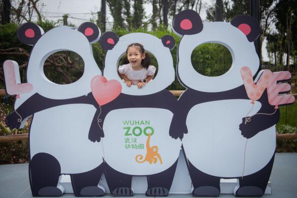 武汉：130余种珍稀动物安新家 大熊猫掀起动物园文旅热